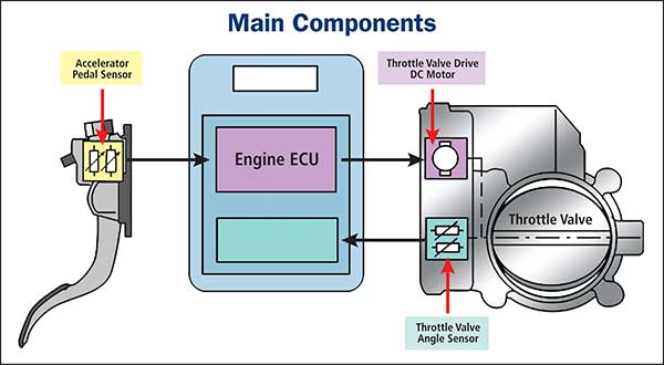 Throttle/Accelerator Pedal Position Sensor